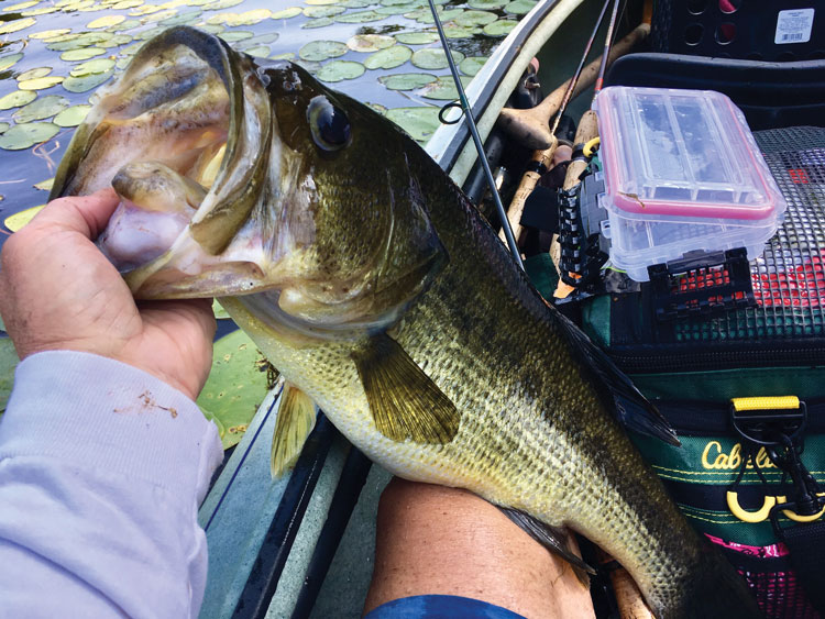 big largemouth on kayak