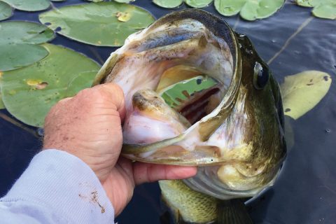 Big largemouth coming up from lily pads