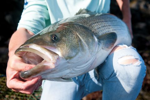 Catching Calamari-Crazed Stripers
