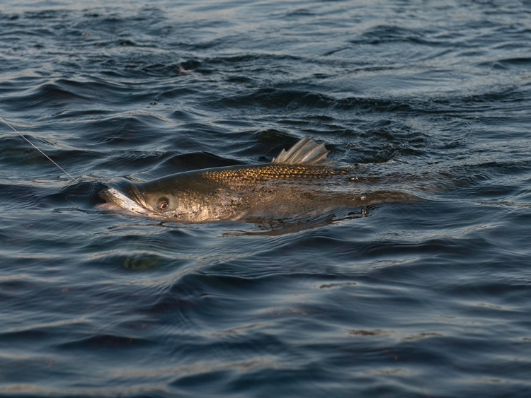 Squid-hounding striper