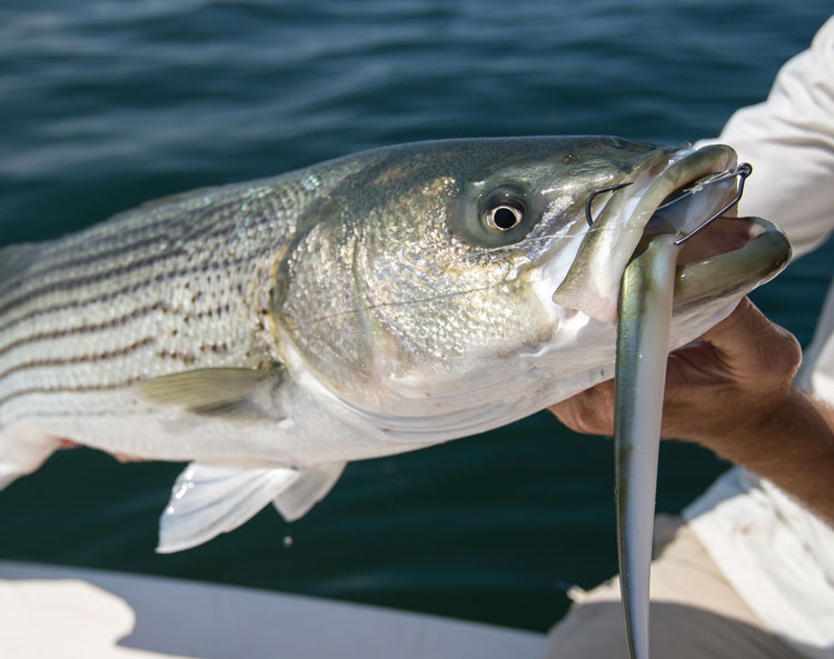 striper on soft plastic with scent
