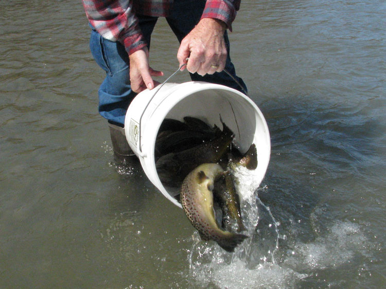 trout stocking