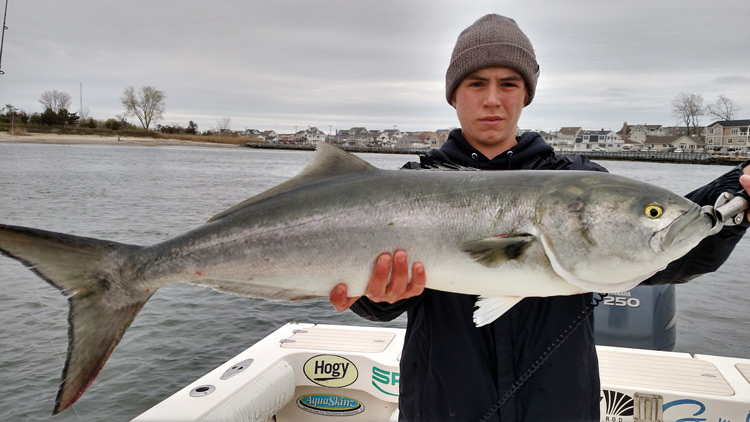 Alex Fatenko bluefish