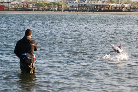 Manasquin River jumping bluefish