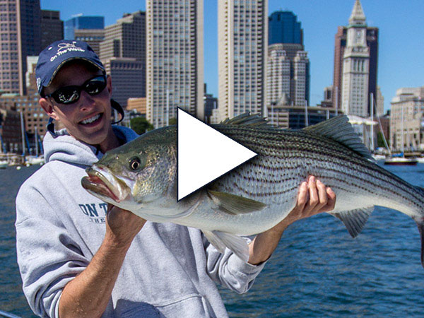 Boston Harbor striper blitz
