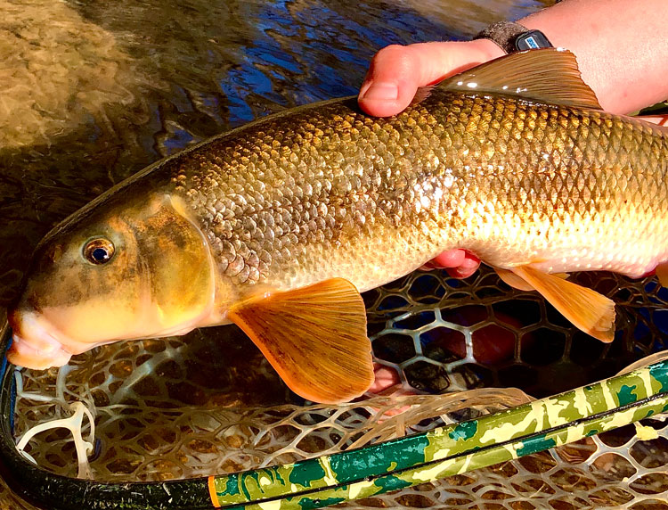 Logan Daniel white sucker