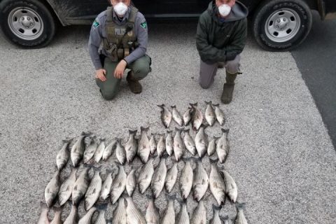 Poachers Busted with 66 Striped Bass in NJ