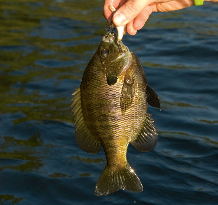 micro crankbait bluegill