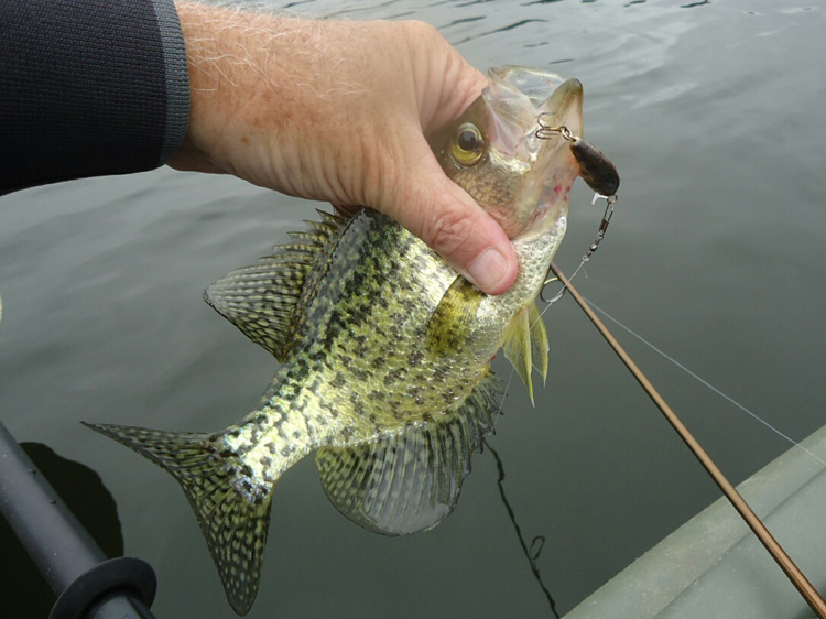 micro crankbait crappie