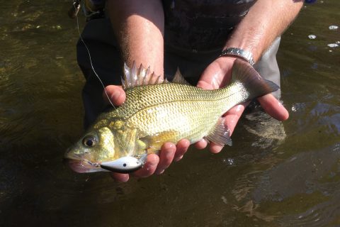 micro crankbait white perch