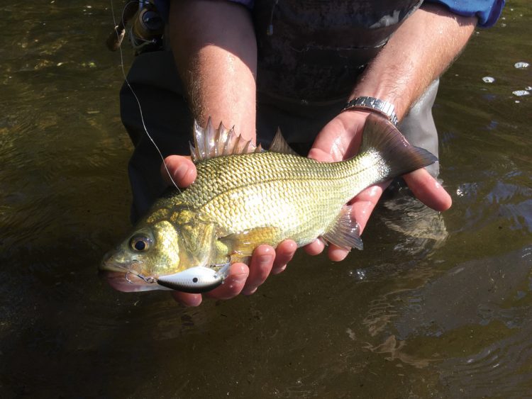 micro crankbait white perch