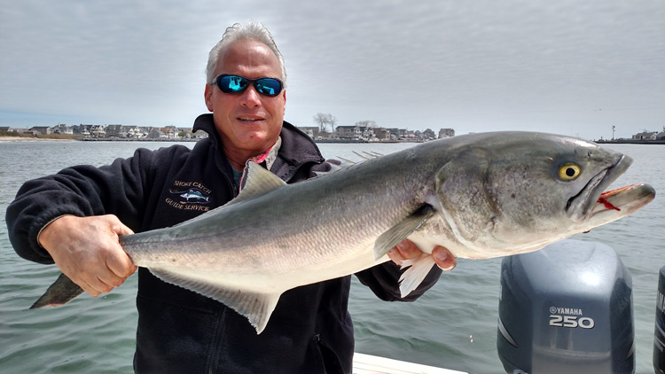 Spring blues are regularly called racers 