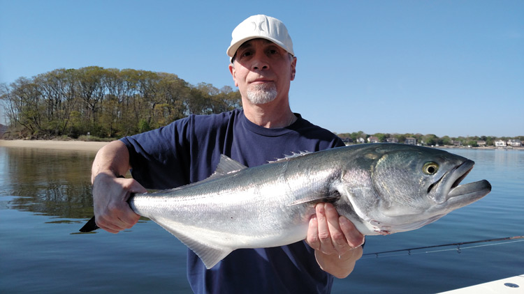shallow waters bluefish