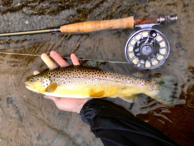 Brown trout