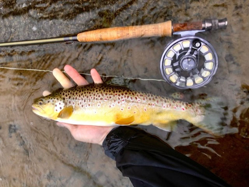Brown trout