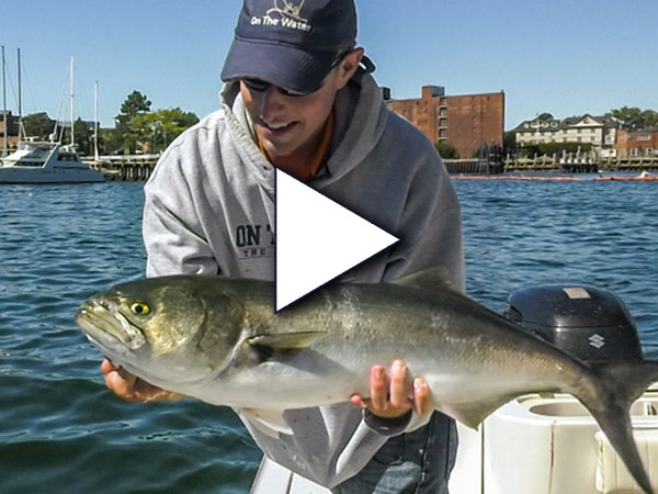 Bluefish Blitz in Boston Harbor