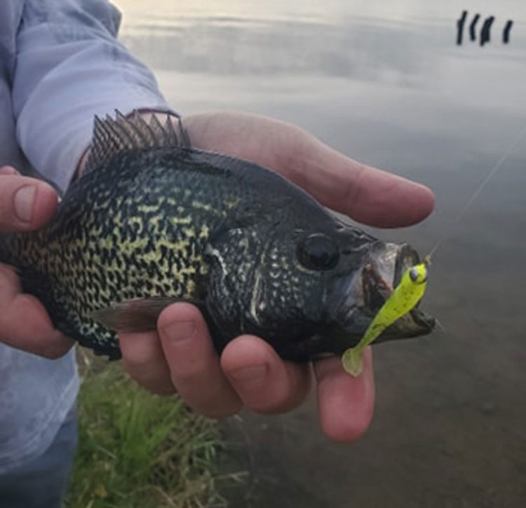 crappie