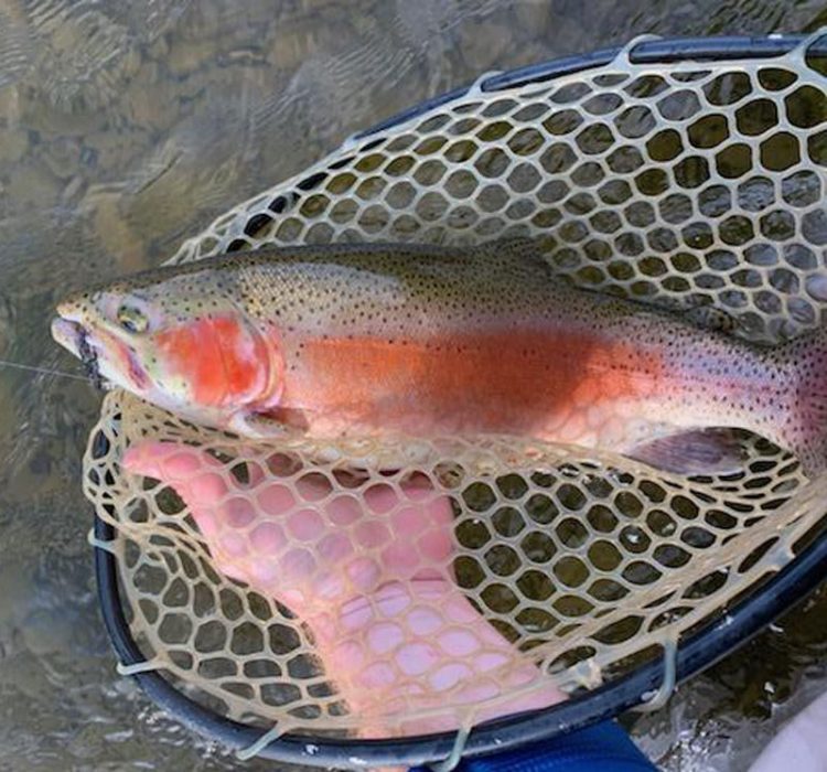 Mark Sausser rainbow trout