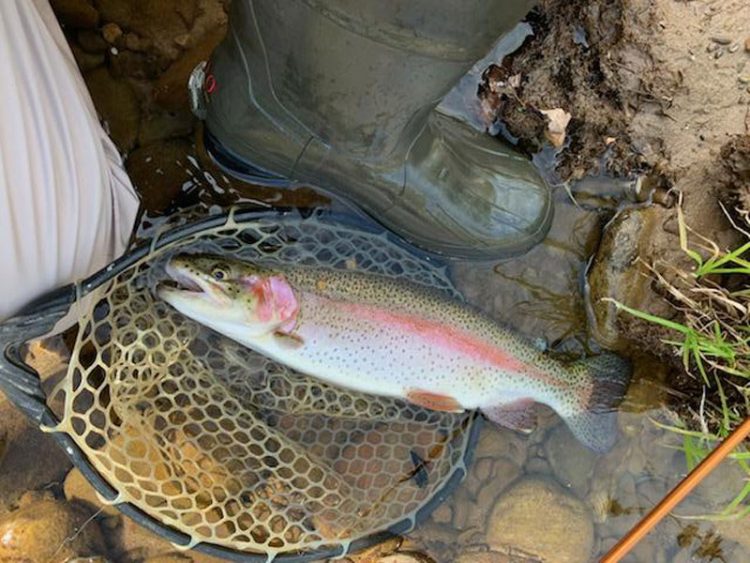 Mark Sausser rainbow trout