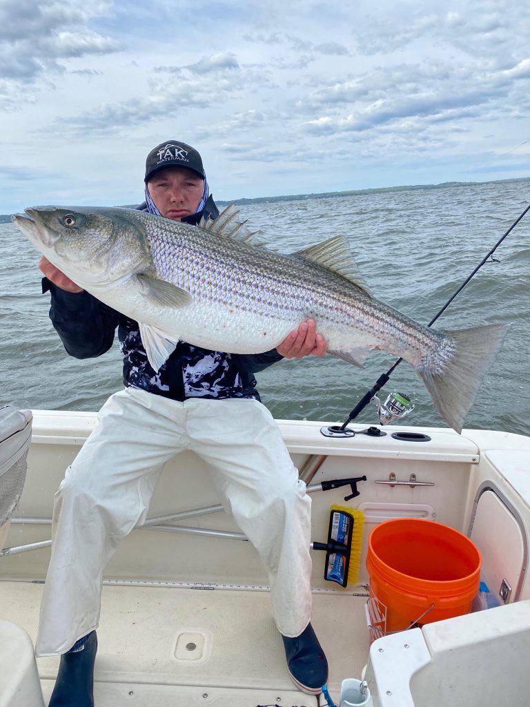 Raritan Bay striped bass