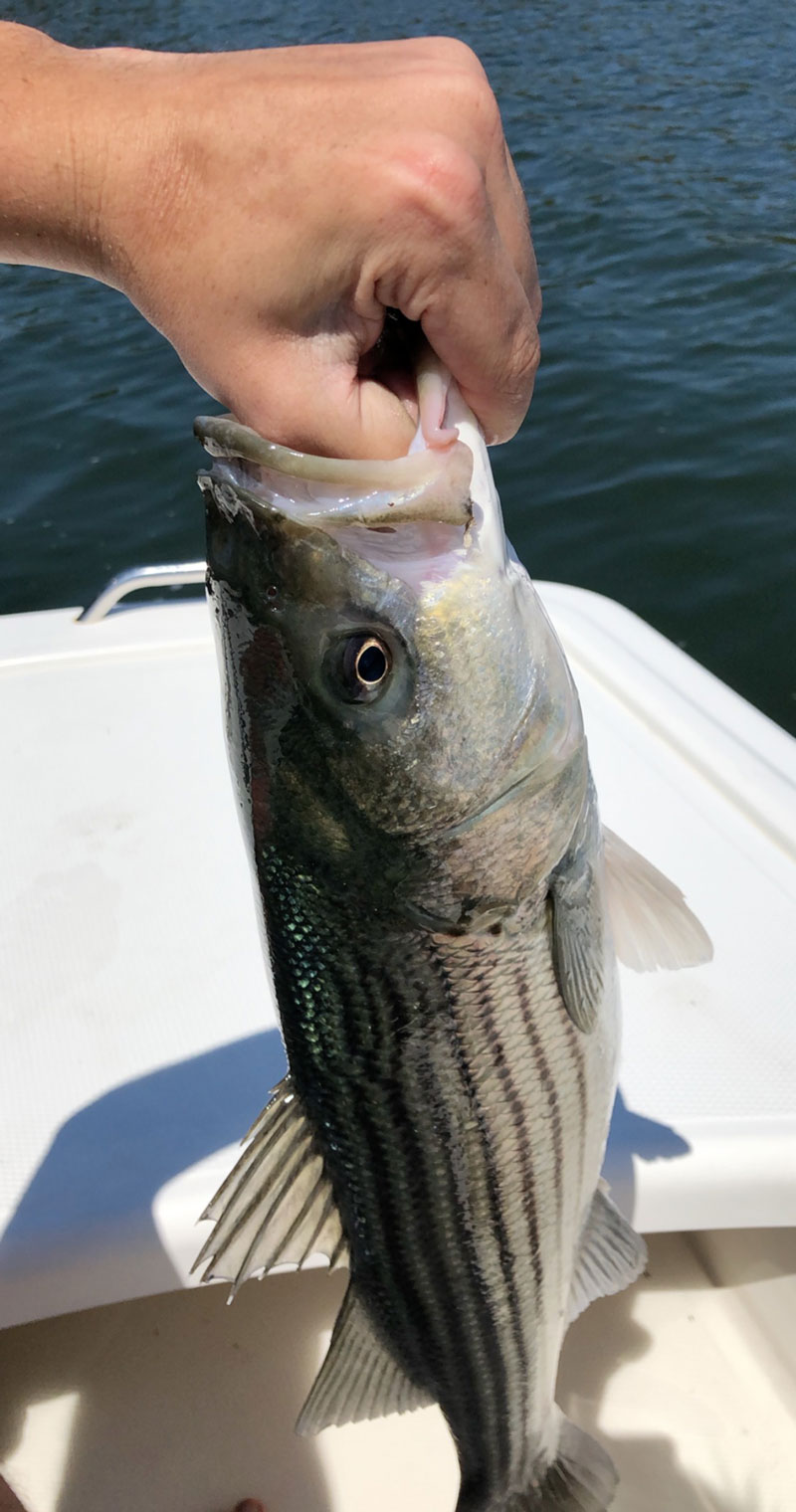Andy Regan striped bass