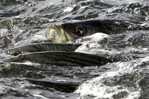 The State of Striped Bass &ndash; A Cape Ann Perspective