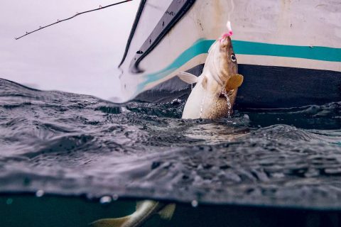 Scientists in New England may have an answers to help anglers catch more legal-sized haddock while avoiding cod.