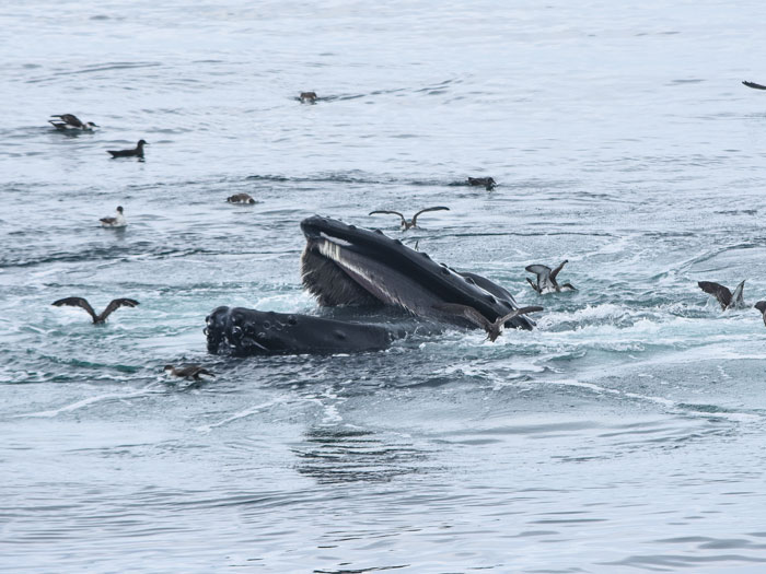 humpback whale feeding