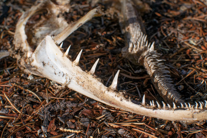 pike jawbone