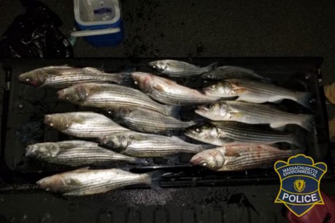 poached stripers