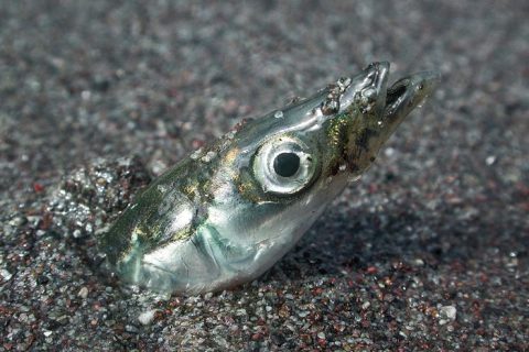 When sand eels are around, the ocean comes alive with hungry predators ranging from striped bass to humpback whales.