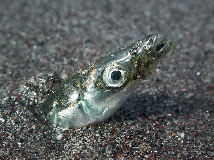 When sand eels are around, the ocean comes alive with hungry predators ranging from striped bass to humpback whales.