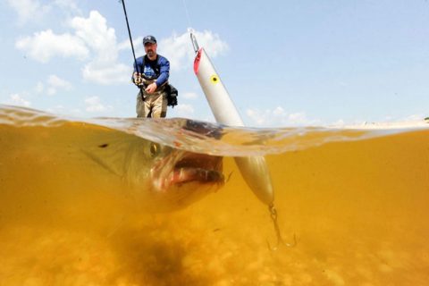 St Croix Mojo striped bass