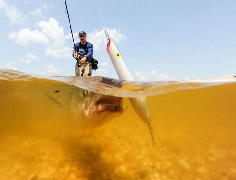 St Croix Mojo striped bass