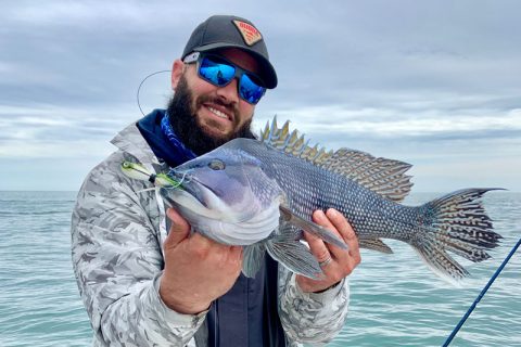 sea bass on SPRO bucktail