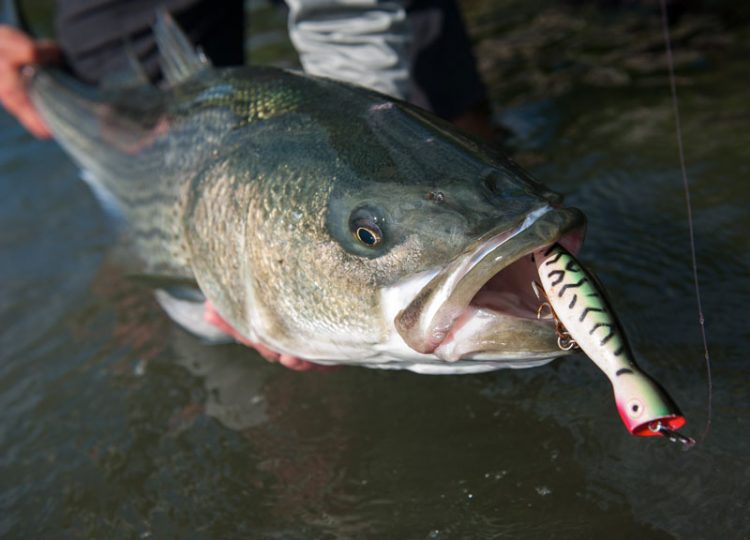 top water striped bass on Strike King