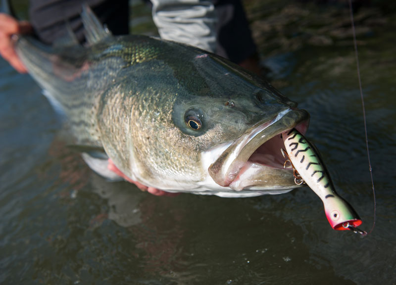 top water striped bass on Strike King