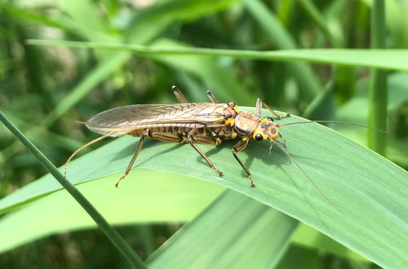 stonefly