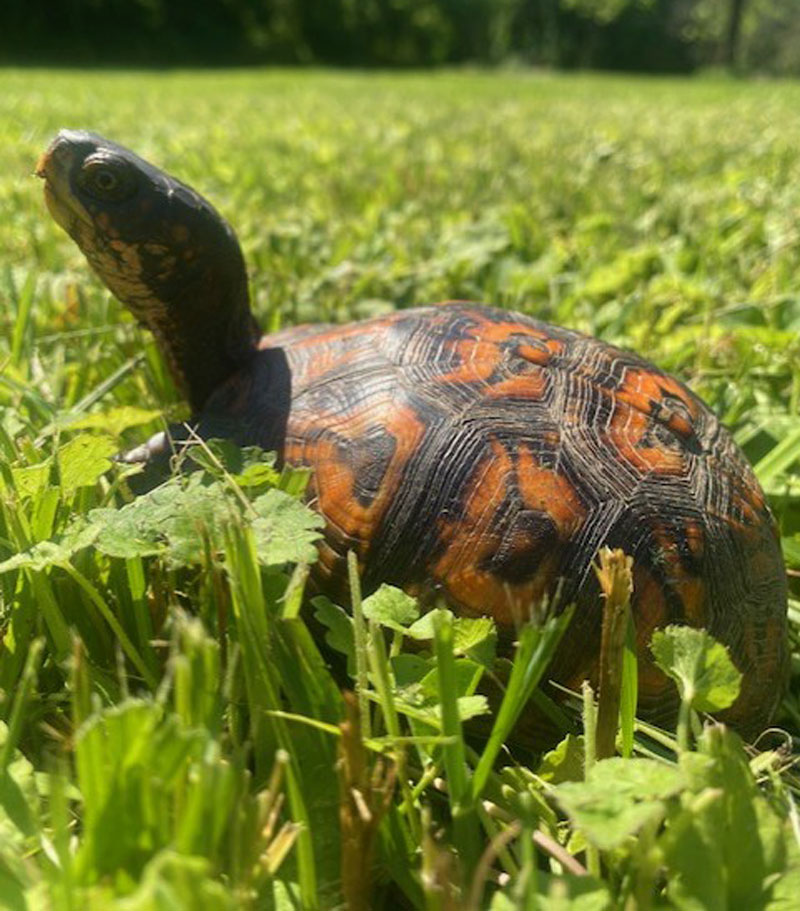 box turtle
