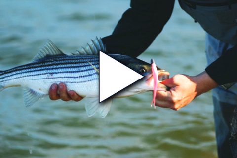Cape Cod Schoolies