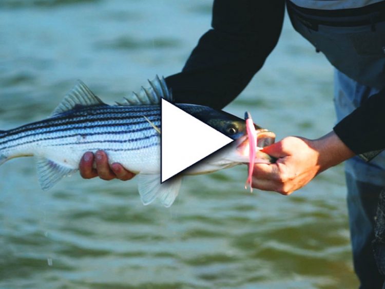 Cape Cod Schoolies