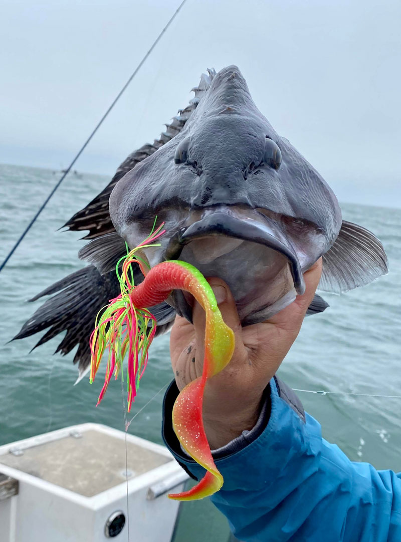 DoormatadorZ seabass