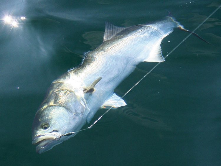 bluefish on diamond jig