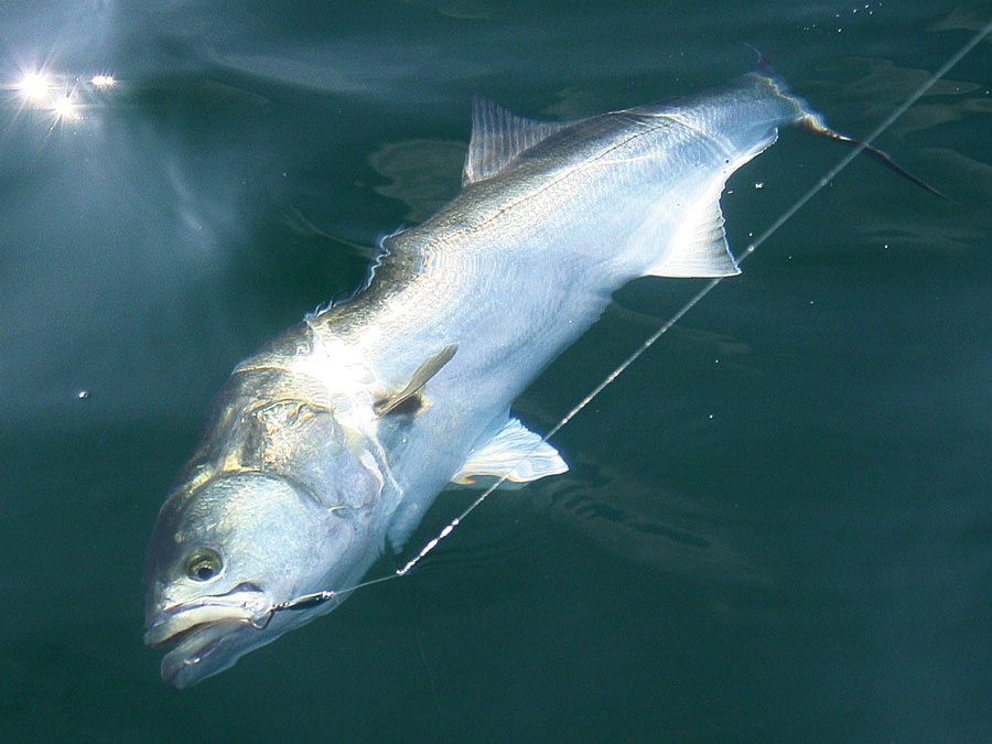 New Jersey Stripers, Bluefish, and Tuna in November