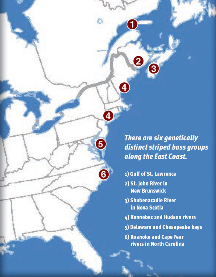 East Coast striped bass groups