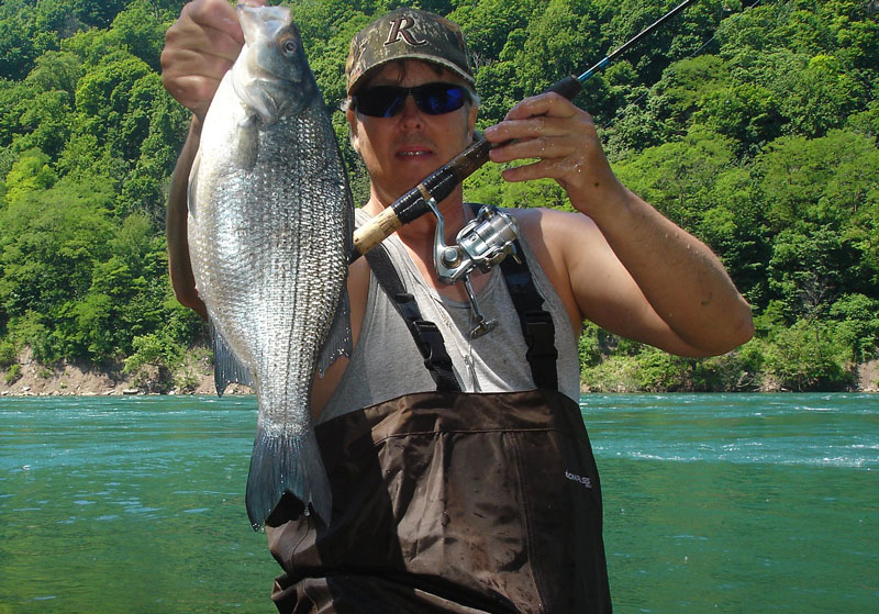 Mike Rzucidlo white bass