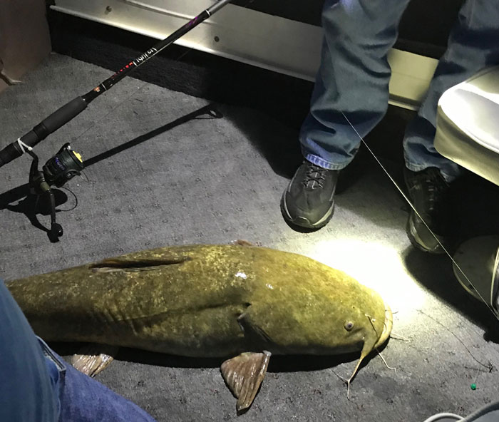 Flathead Catfish