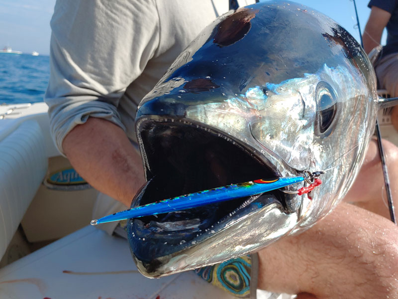 bluefin on "Blue sardine" colored jig