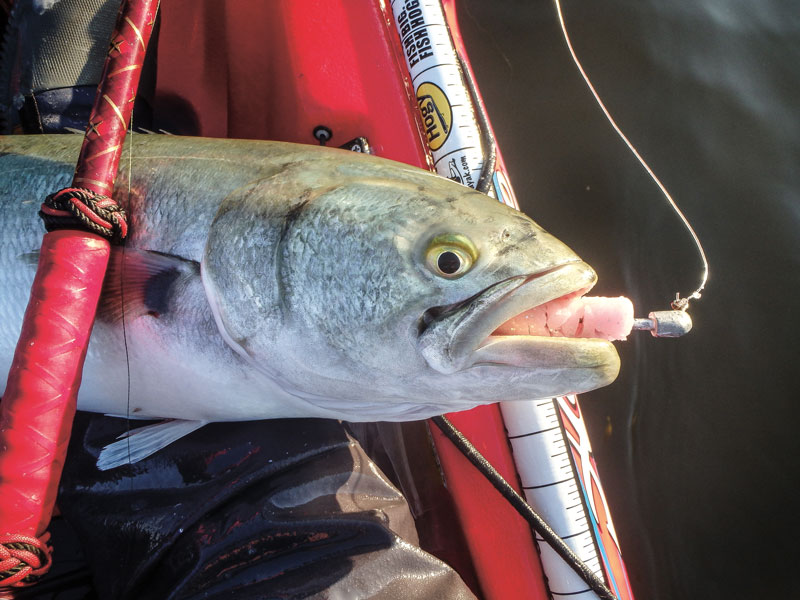 bluefish on soft plastic