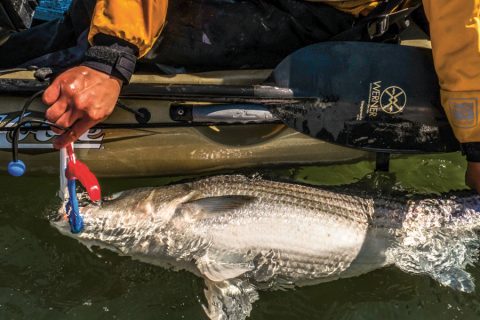 kayak striper
